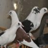 2 جوز حمام بلدي
