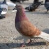 ⁦2 جوز حمام بلدي⁩ - الصورة ⁦2⁩