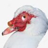 ⁦بطة مسكوفي⁩ - الصورة ⁦2⁩