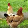 ⁦جوز فراخ بلدي⁩ - الصورة ⁦2⁩