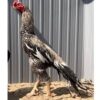 فرخة المحارب