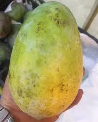 مانجو كيت 🥭