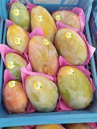 مانجو كيت 🥭